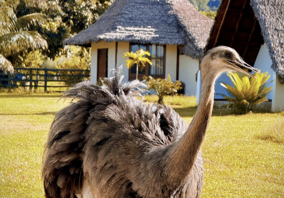 slider-image